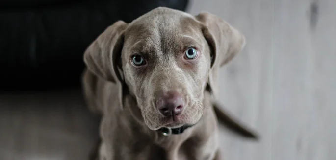 Rendere felici i nostri pet? Due settimane di suggerimenti!